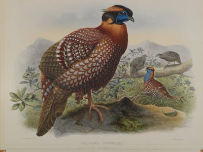 Ceriornis Temminkii: Temmincks Trazapan von John Gould